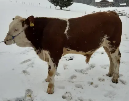 Bio Fleckvieh Sprungstier