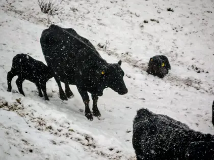 BIO Angus Kuh „Susi“ – bewährte Mutterkuh, gedeckt, ganzjährig