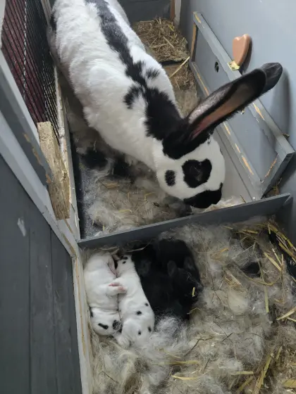 Reinrassige Deutsche Riesenschecken