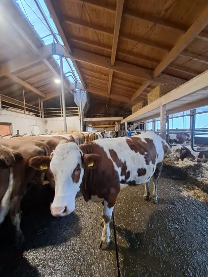 Verkaufe trächtige Bio Fleckvieh Zuchtkalbinnen