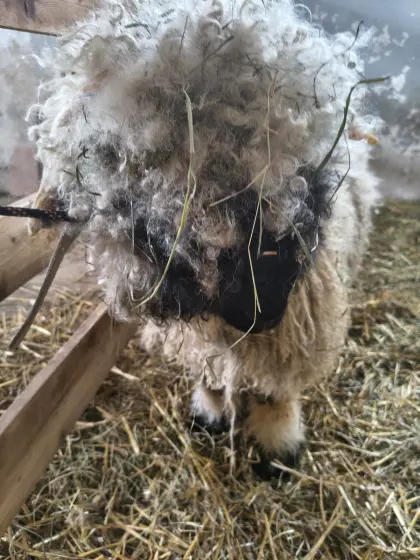 Walliser Schwarznasenschaf Jungwidder