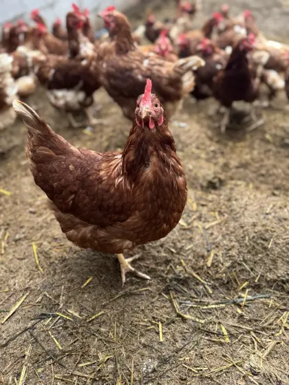 Legehennen mit 15 Monaten