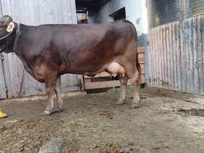 Original Braunviehkuh