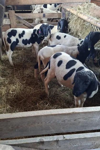 Tscheggenwidderlämmer zu verkaufen