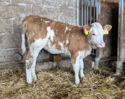 Fleckvieh-Zuchtkalb Bio