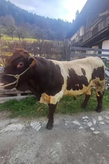 Pinzgauer Zuchtstier