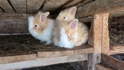 Löwenkopf Zwergkaninchen in allen Farben