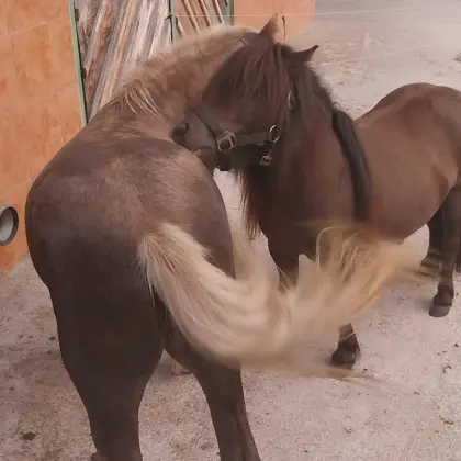 2 brave Ponys nur an Bestplatz abzugeben!