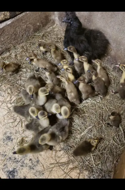Enten Bruteier