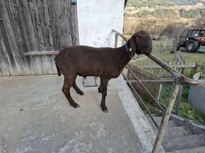 Verkaufe 2-jährigen 1b Widder