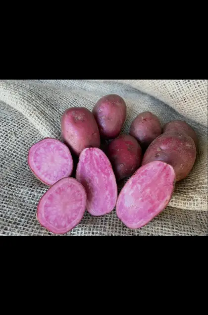 Speisekartoffel Heiderot Bio