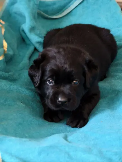Labradorwelpen mit Ahnentafel