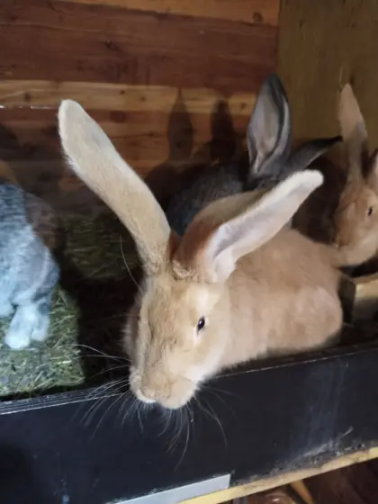 Gelber Riesenrammler und Häsin