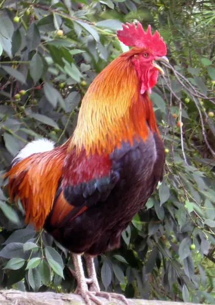 Bruteier Polnische Grünfüßige Huhn