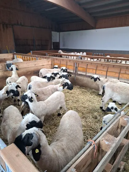 Walliser Schwarznasen Kilbern