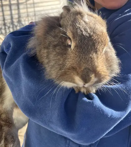 Löwenkopfkaninchen Kaninchen