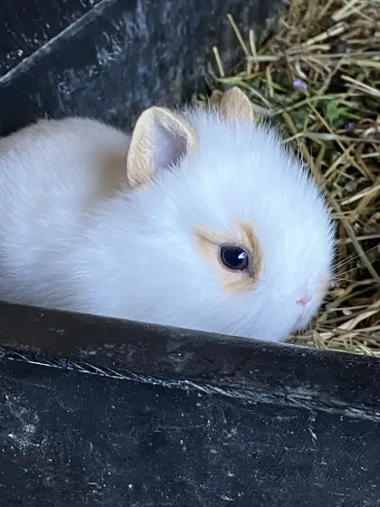 Zwergkaninchen Löwenkopf und Schlappohr