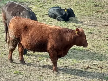 Bio-Angusstier zu verleihen