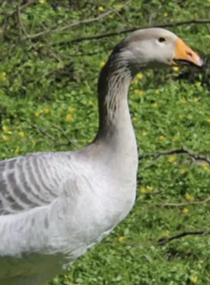 Steinbacher Kampfgans blau