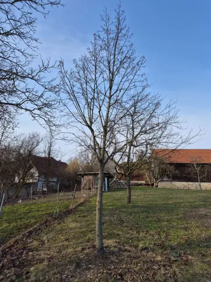 Schöne Linde ca. 5 m hoch - Oberösterreich/Eferding