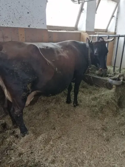 Bio Jersey Kreuzungskuh