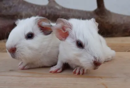 Glatthaar-Meerschweinchen Unifarben und California