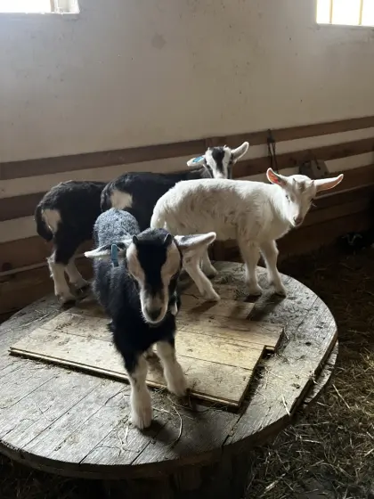Weißdeutsche Edelziegen Böckchen