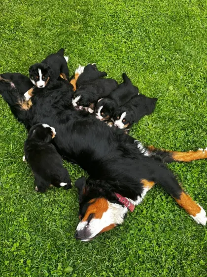 Berner Sennenhund × Swissydog