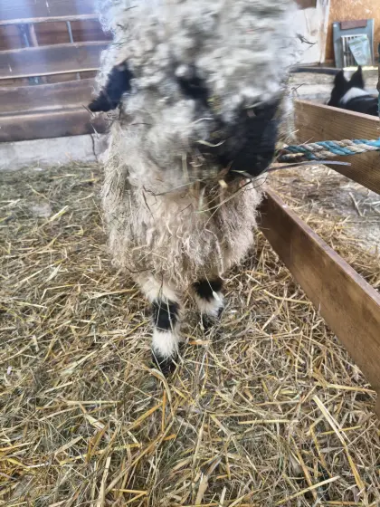 Walliser Kilber Lämmer weiblich HB tauglich