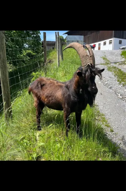 Aosta Bock