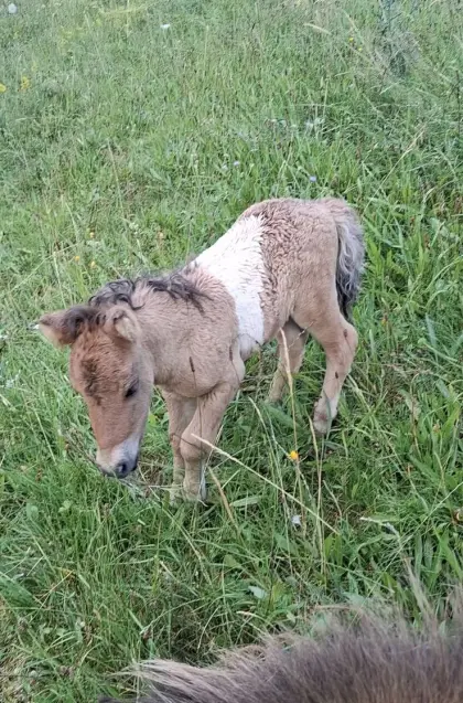 Minishetty Hengstfohlen Sunny