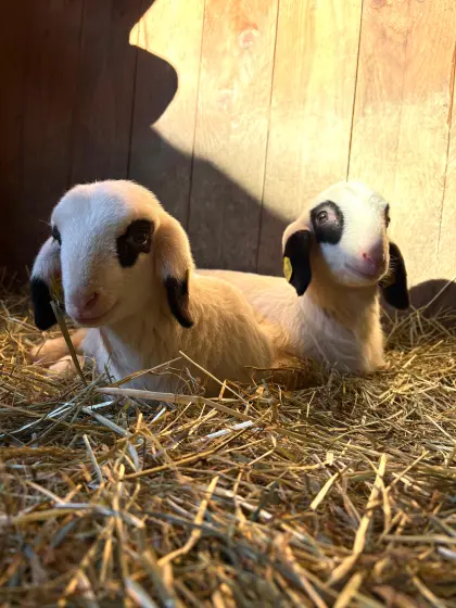Sehr zutrauliche BIO Kärntner Brillenschafe