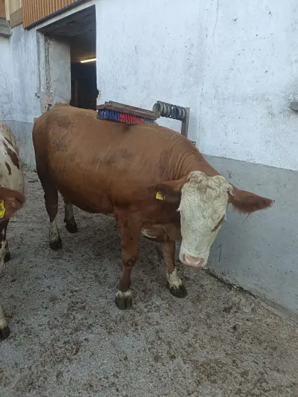 Verkaufe trächtige BIO Zuchtkalbin