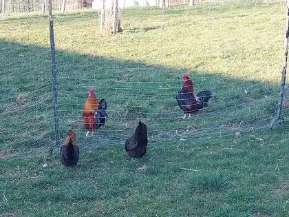 Zwerg-Hauben-Hennen/Hähne