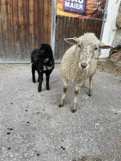 Schaf mit weiblichem Lamm abzugeben