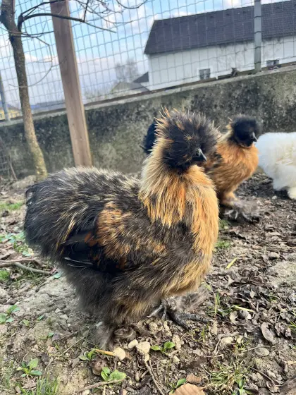 Seidenhahn - 4 Monate