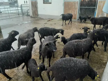 2 Bio-Schafe mit Lämmern
