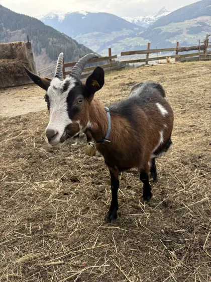 Ziege