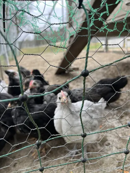 Jungtiere Bresse Gauloise Bleu