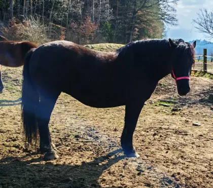 Wunderschöne Noriker-Rappstute zu verkaufen