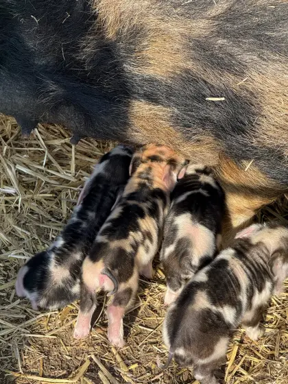 Kunekune Ferkel