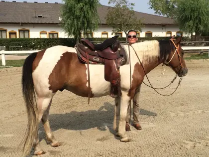 Quarter-Wallach gesucht