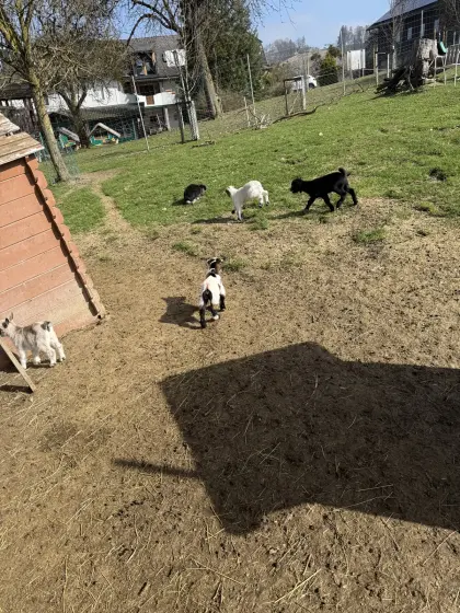 Verkaufe Zwergziegen