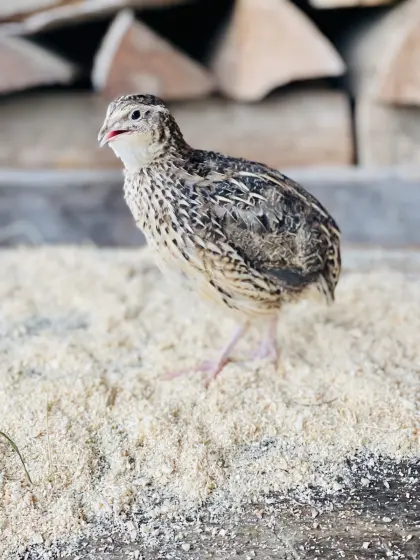 Junge Wachteln zu verkaufen