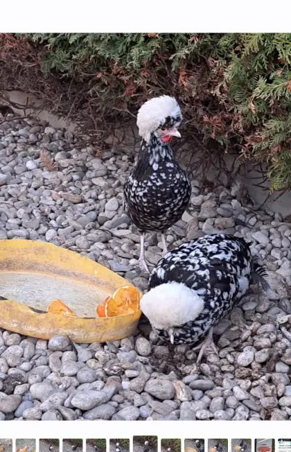 Zwerghühner Holländer Barnevelder