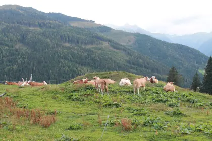 Almplatz für Milchkühe, Mutterkühe und Färsen