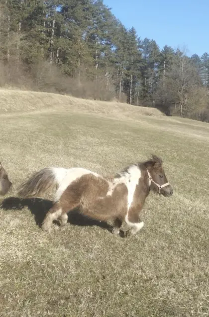 Minishetty Stute "Medi"