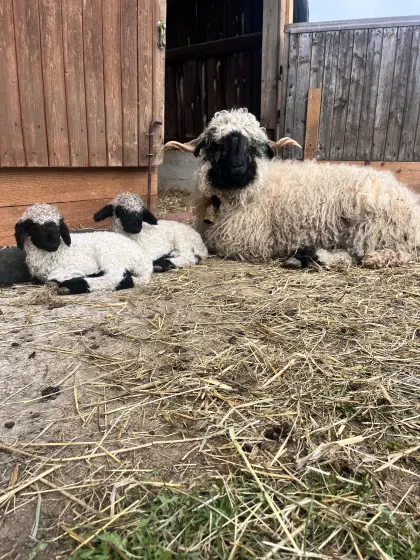 Walliser Schwarznasen Widder