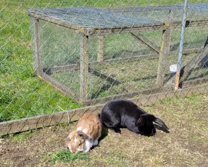 3 Mixhasenweibchen in liebe Hände abzugeben!
