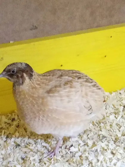 Wachteln und Laufenten